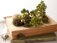 homedit Succulent Book Planters